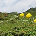 Trollblumen mit der Grünbachspitze