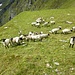 Schafe am oberen Burgstall (kleiner Wiesengipfel mit Kreuz)