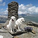 Fanellhorn: Drei Berghunde auf dem Gipfel (zwei vor und einer hinter der Kamera).