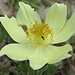  Anemone alpino (Pulsatilla alpina).