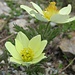  Anemone alpino (Pulsatilla alpina).