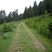 The grassy track leading to Cascina di Laghetto.