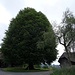 wunderschöner Einzelbaum auf Oberhorn