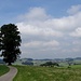 markant, auf schönem Aussichtspunkt stehend: Schürchtanne Sumiswald, "D'Tanne Linge"