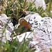 bunter Schmetterling - versteckt hinter Gipfelgras