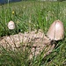 Steinpilze sind das keine...