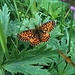 Ein Sumpfwiesen-Perlmuttfalter - Schmetterling des Jahres 2013 und auf der Vorwarnliste der bedrohten Tiere