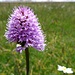 Tausende schöner Orchideen begleiten uns anschliessend;
hier ein herrliches Einzelexemplar ...