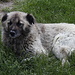 Mavrovo - Immer wieder begegenen dem "Wanderer" in Mazedonien (Hirten-) Hunde. Mitunter spielen diese die "blutrünstige Bestie", manchmal aber auch das "niedliche Kuscheltier". Dieser wohnt in der Nähe unseres Hotels und ist zum Glück unser Freund ;-).