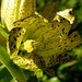 Getüpfelter Enzian - Eine meiner liebsten Alpenblumen.