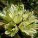 Straussblütige Glockenblume - Auch in senkrechten Wiesen sind florale Schönheiten zu entdecken ;).