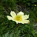 Schwefelanemone