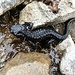 Alpen-Ungeheuer! Alpensalamander.