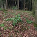 Blühener Wald