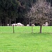 Eine Herde Schafe grast friedlich