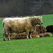 Hochlandrinder (Galloway-Rinder)
