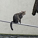 Balancekünstler, das obligate Katzenfoto