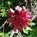 Alpenrose