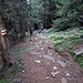 steiler Abstieg im Nadelwald