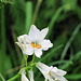 Trichterlilie