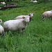Foto vom ersten Besteigungsversuch am 4.5.2014:<br /><br />Viel frisches Gras für die Schafe am Wägitalersee.