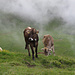 Die Kühe scheinen vom Nebel auch nicht gerade begeistert...