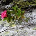 L'incontrastata forza della natura.......Vita ad ogni costo.