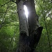 ...Splendida e unica composizione naturale di cio che la natura ci concede di ammirare