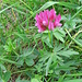 Trifolium alpinum L.<br />Fabaceae<br /><br />Trifoglio alpino.<br />Trèfle des Alpes.<br />Alpen-Klee.