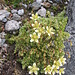 Saxifraga bryoides L.<br />Saxifragaceae<br /><br />Sassifraga brioide.<br />Saxifrage mousse.<br />Moosartiger Steinbrech.