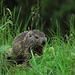 Ein nasses, kleines süßes Murmeltierbaby<br /><br />Un carino piccolo delle marmotte bagnato