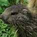 Baby Marmotta