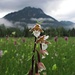 Im Ettaler Weidmoos blühen zur Zeit ganz viele schöne Sumpf-Stendelwurzen (Epipactis palustris)<br /><br />Nell`Ettaler Weidmoos nel momento fioriscono molte belle orchidee. Questa si chiama Epipactis palustris