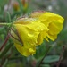 Gelbes Sonnenröschen (Helianthemum nummularium) mit Wassertröpfchen / con gocce d`acqua