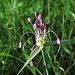 Nochmal der Schöne Kiel-Lauch (Allium carinatum subsp. pulchellum)