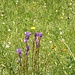 Glockenblume und Ästige Graslilie (Anthericum ramosum)