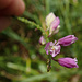 Blütendetail der schopfigen Kreuzblume (Polygala comosa)