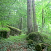Im Naturwaldgebiet des nördlichen Ith, zwischen Fahnenstein und Kamm.

Text und Bild von [u Alpenorni] zur Verfügung gestellt