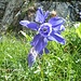 zum ersten Mal sehen wir heute Alpen-Akelei. Die Blüten sind auffallend gross, grösser als die mehrfarbigen Zuchtformen im Garten.