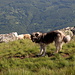 Im Abstieg vom Crno Ezero - Immer wieder spannend sind die Begegnungen mit den Herdenschutzhunden. Heute waren die meisten unsere Freunde.