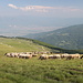 Im Abstieg vom Crno Ezero - Zwischendurch passieren wir die eine oder andere Schafherde. Im dunstigen Tal ist im Hintergrund derweil Gostivar oder zumindest dessen nähere Umgebung zu erahnen.