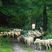 Previsto traffico oggi sull'E70....