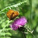 Cardo dentellato (Carduus defloratus L) con farfalla