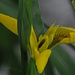 Die Blüte einer gelben Wasserlilie
