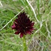eine herrliche Alpenblume 2