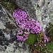 ein schöner Kontrast Alpenblumen - Fels