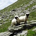 zwei drollige junge Schwarznasen-Schafe ...