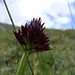 eine herrliche Alpenblume 1