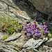 Alpen-Leinkraut (Linaria alpina)