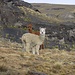 Wohl Alpakas - für Lamas sind die doch etwas zu dick ;)